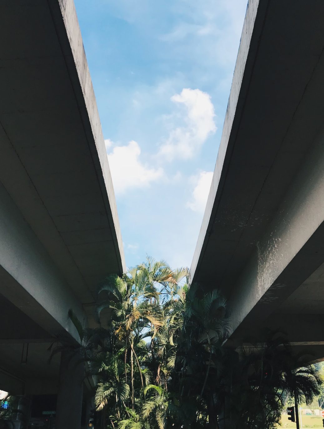 tree growing between two concrete bridges