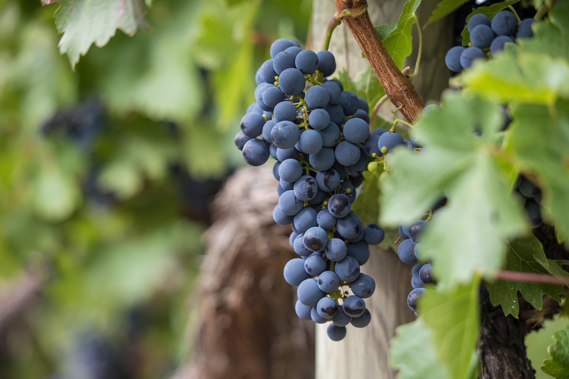 Featured image for “How Do I Grow the Fruit of the Spirit?”